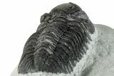 Bargain, Morocops Trilobite - Ofaten, Morocco #287376-5